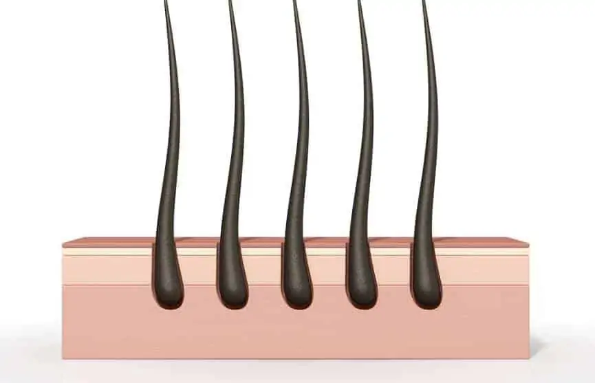 hair follicle test